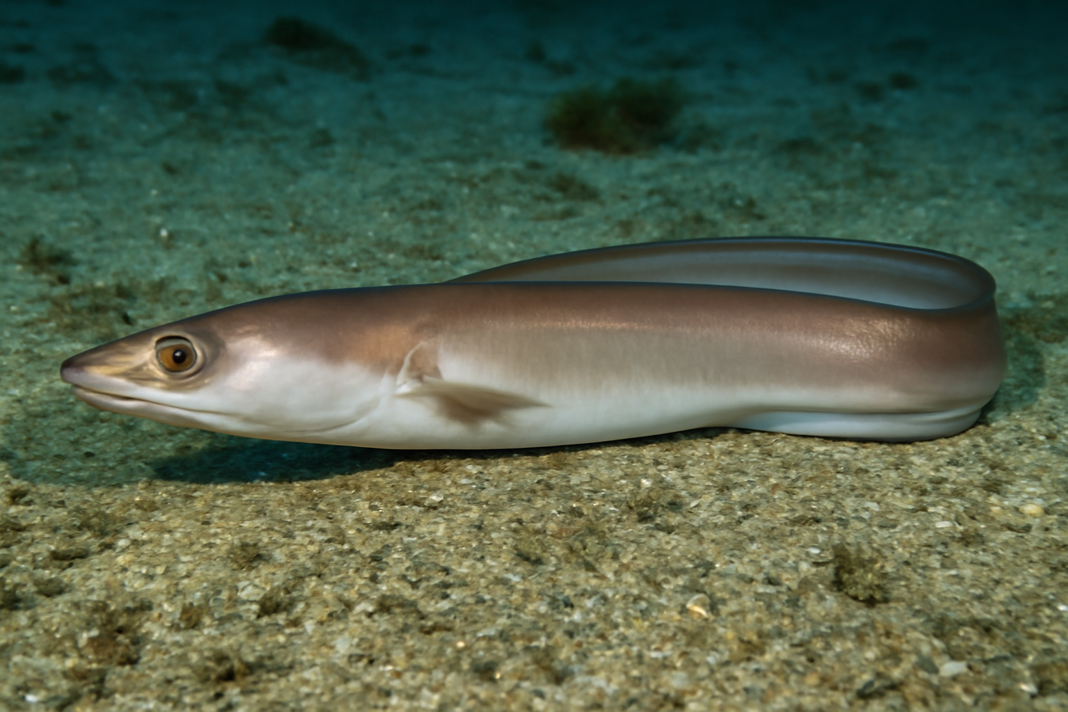 Slender conger