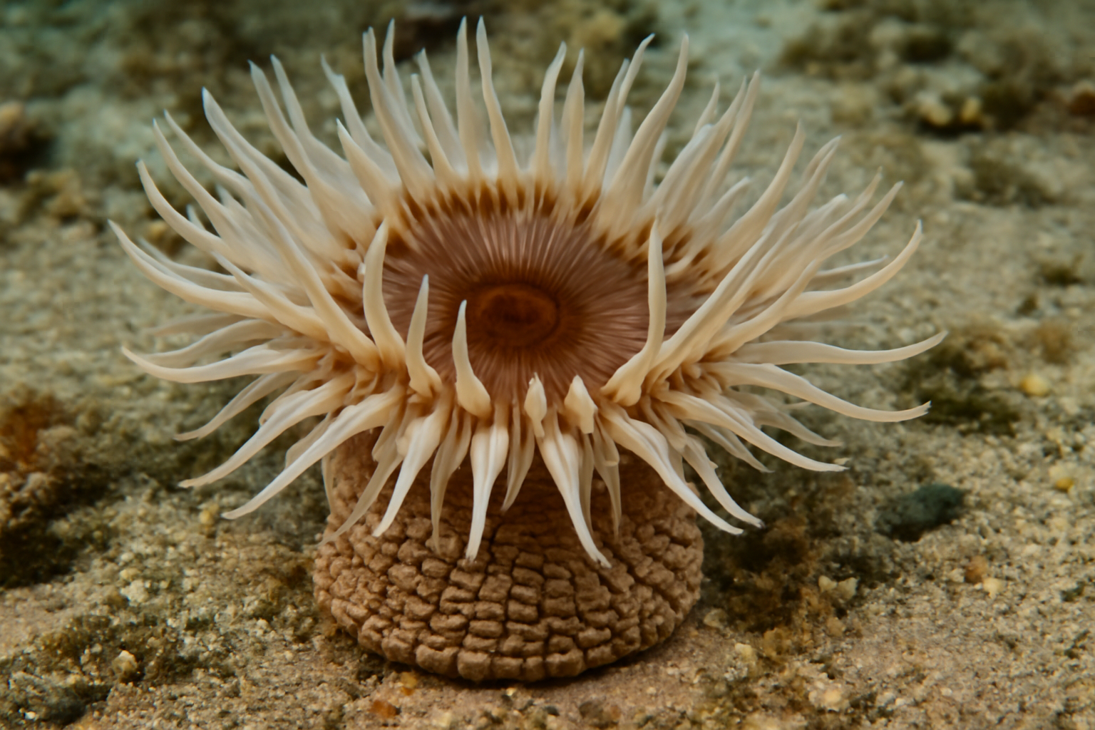 Scaly Sand Anemone