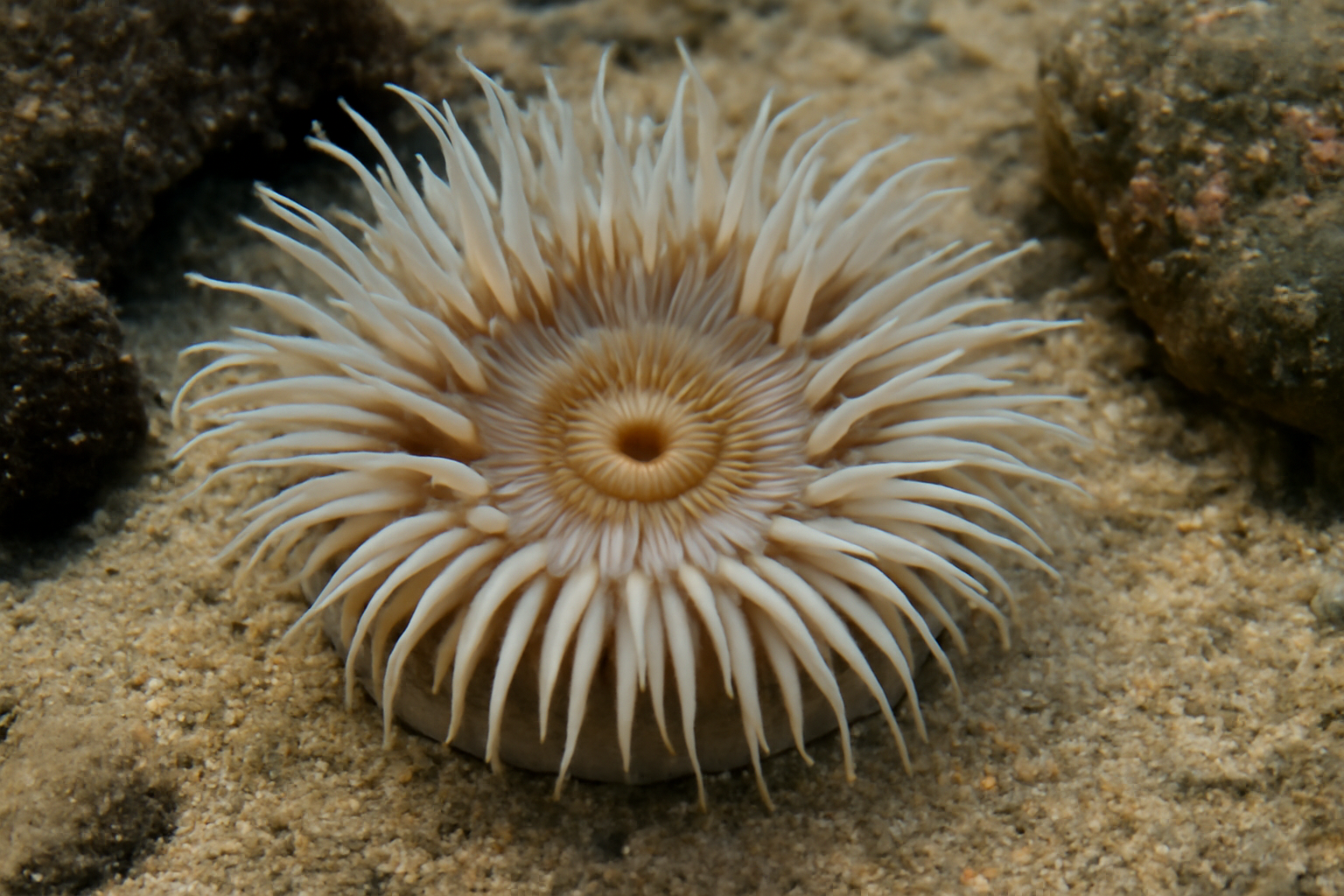New Zealand Sand Anemone