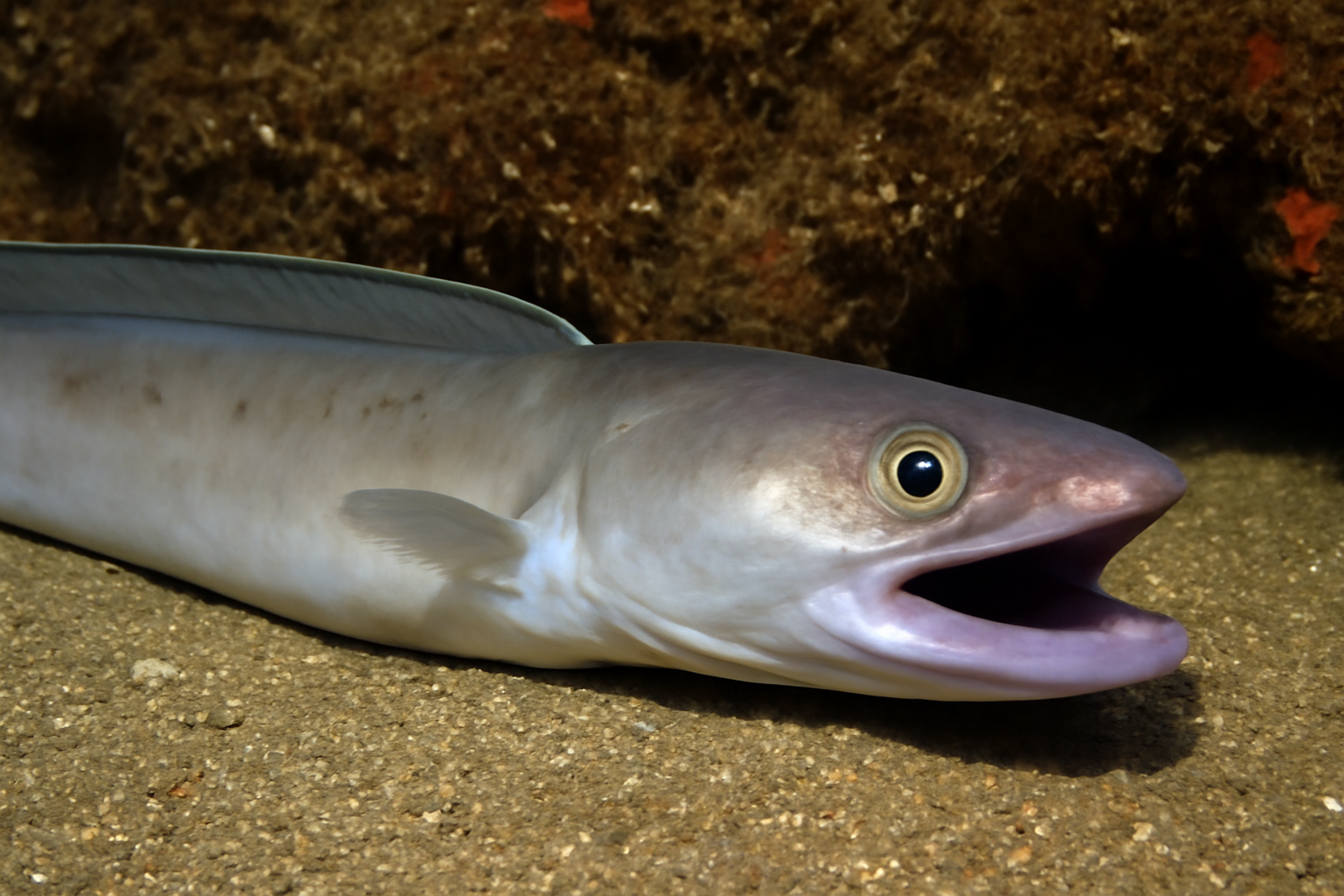 Purplemouth conger