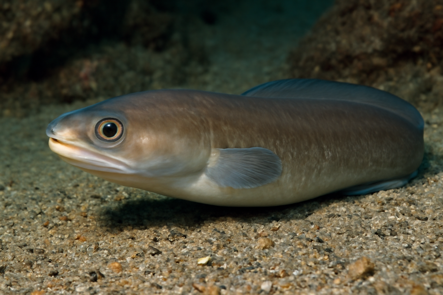 Shorttail conger