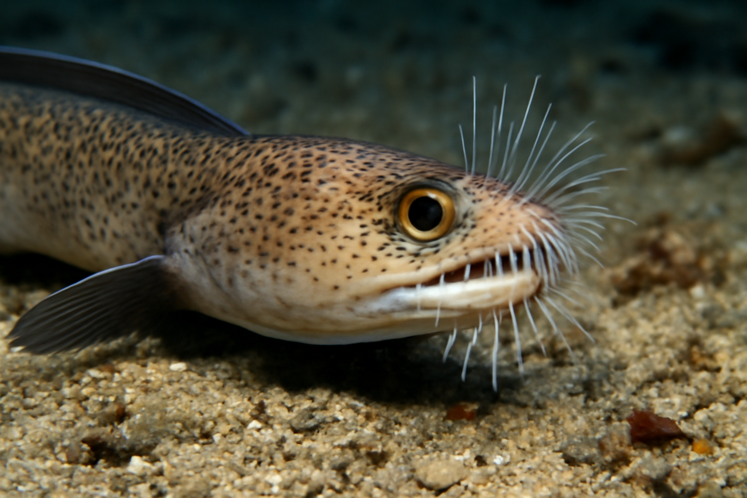 Bristle Eel