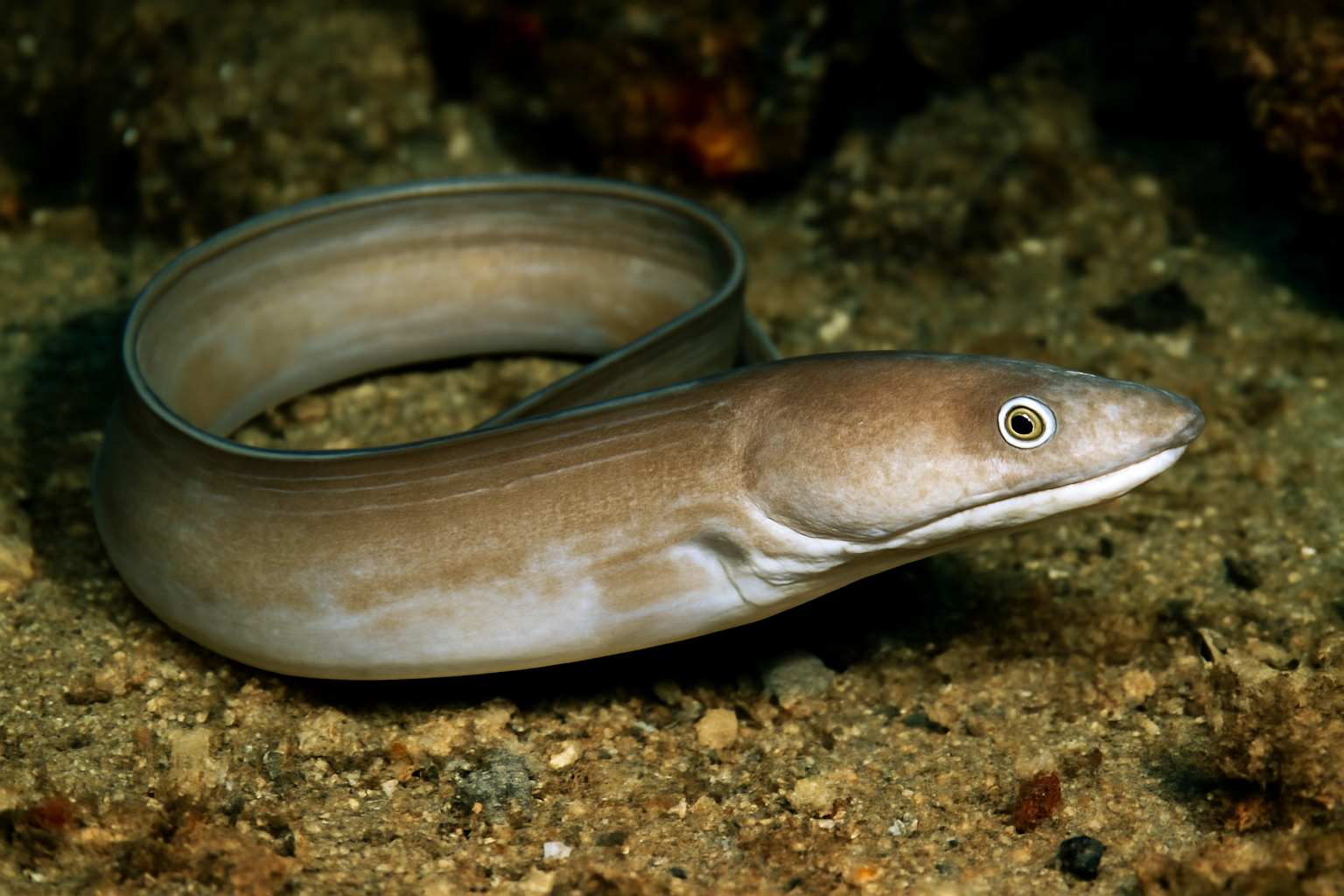Gilbert's Eel