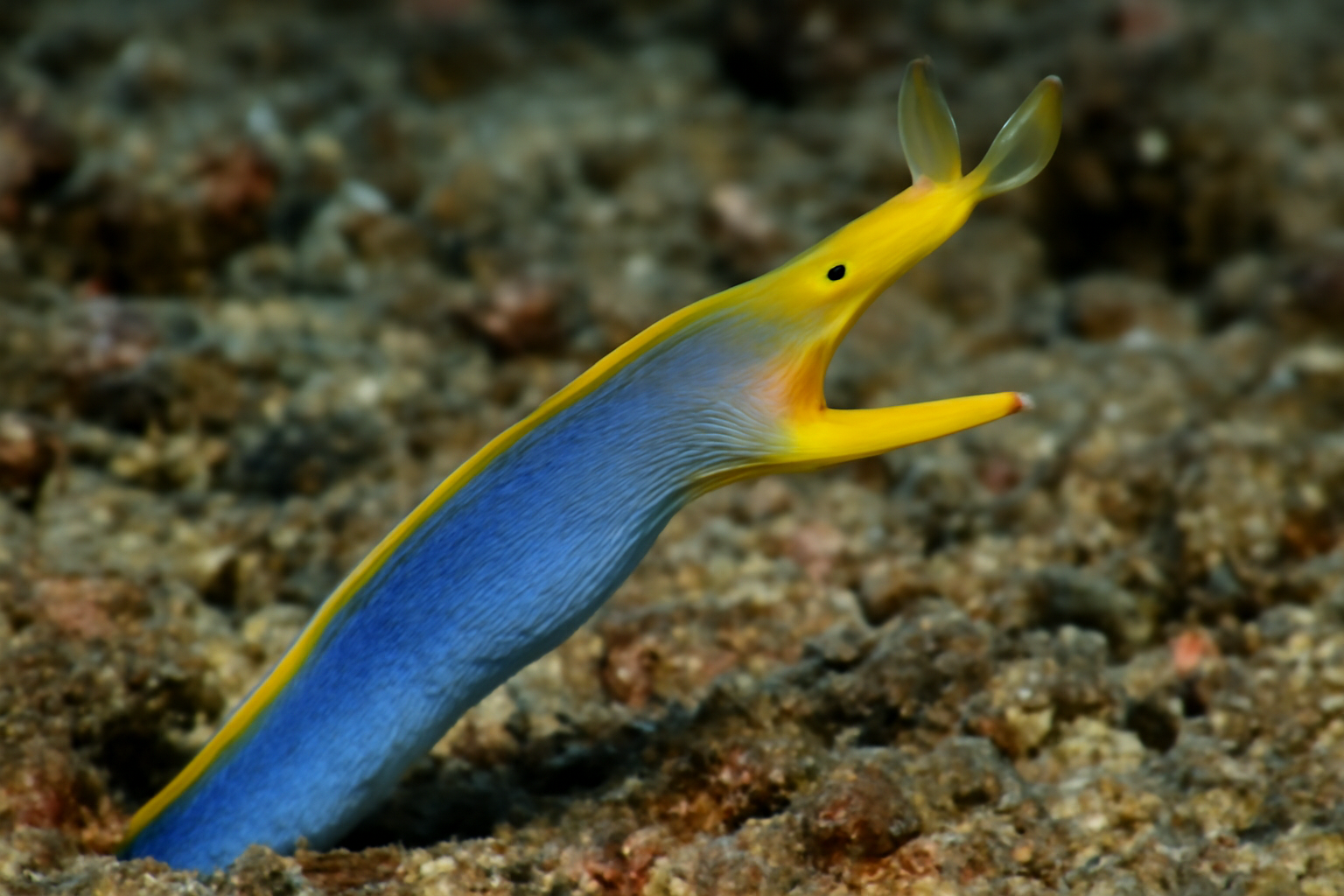 Yellow Ribbon Eel
