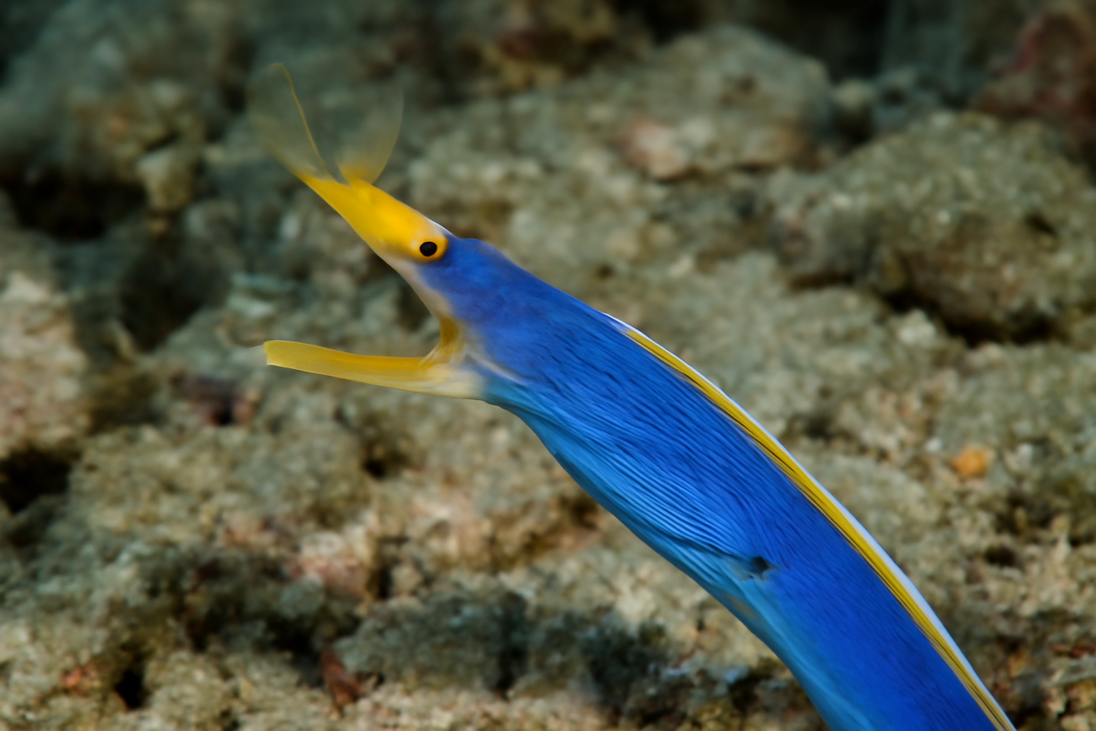 Blue Ribbon Eel
