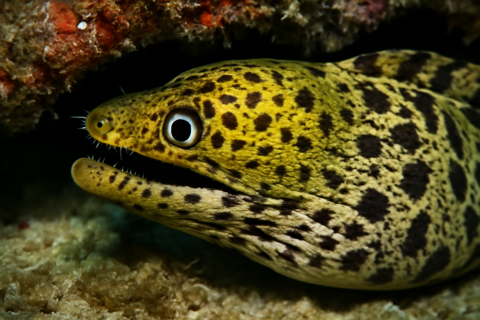 Fimbriated Moray