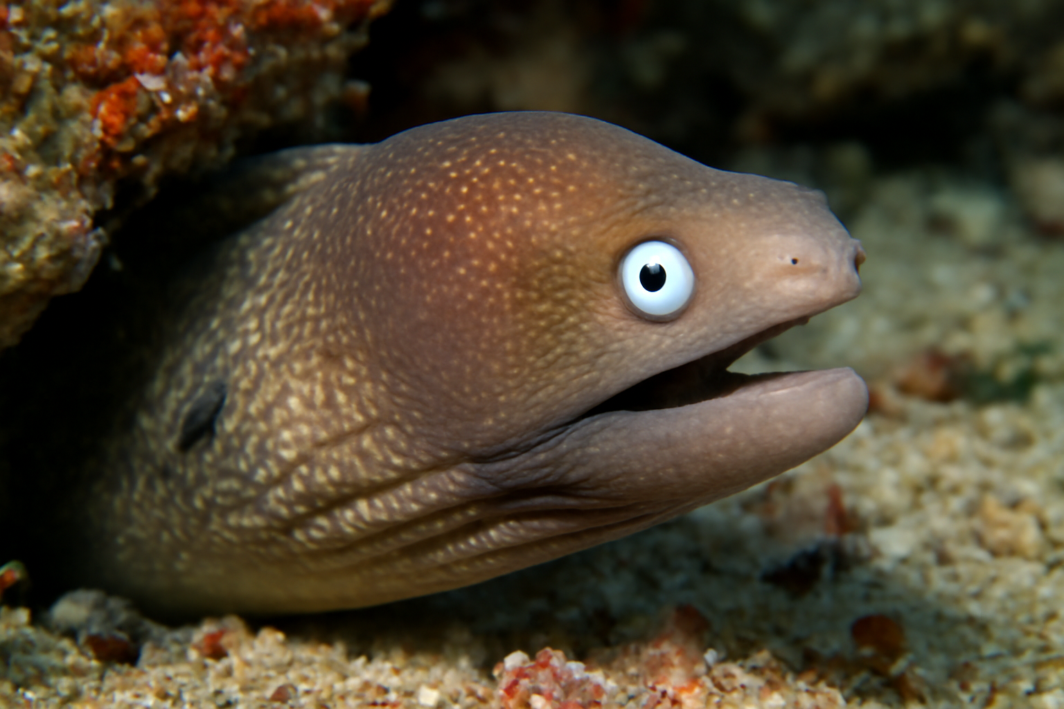 White-Eyed Moray