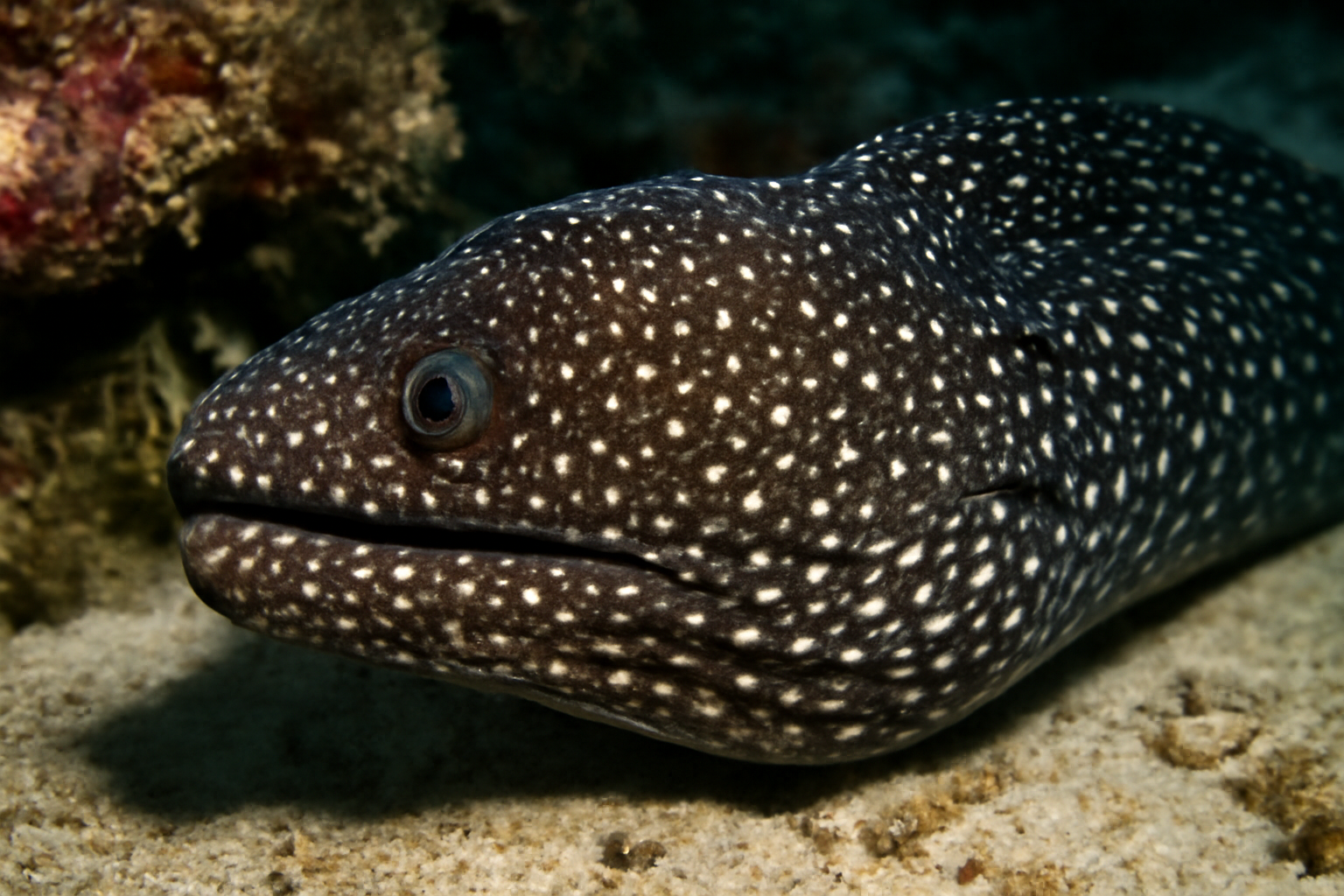 Starry Moray