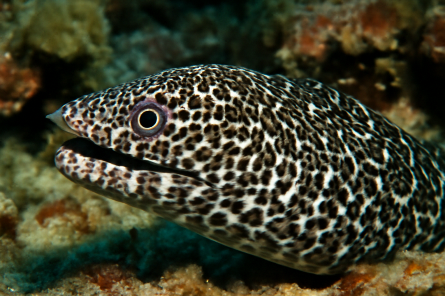Spotted Moray