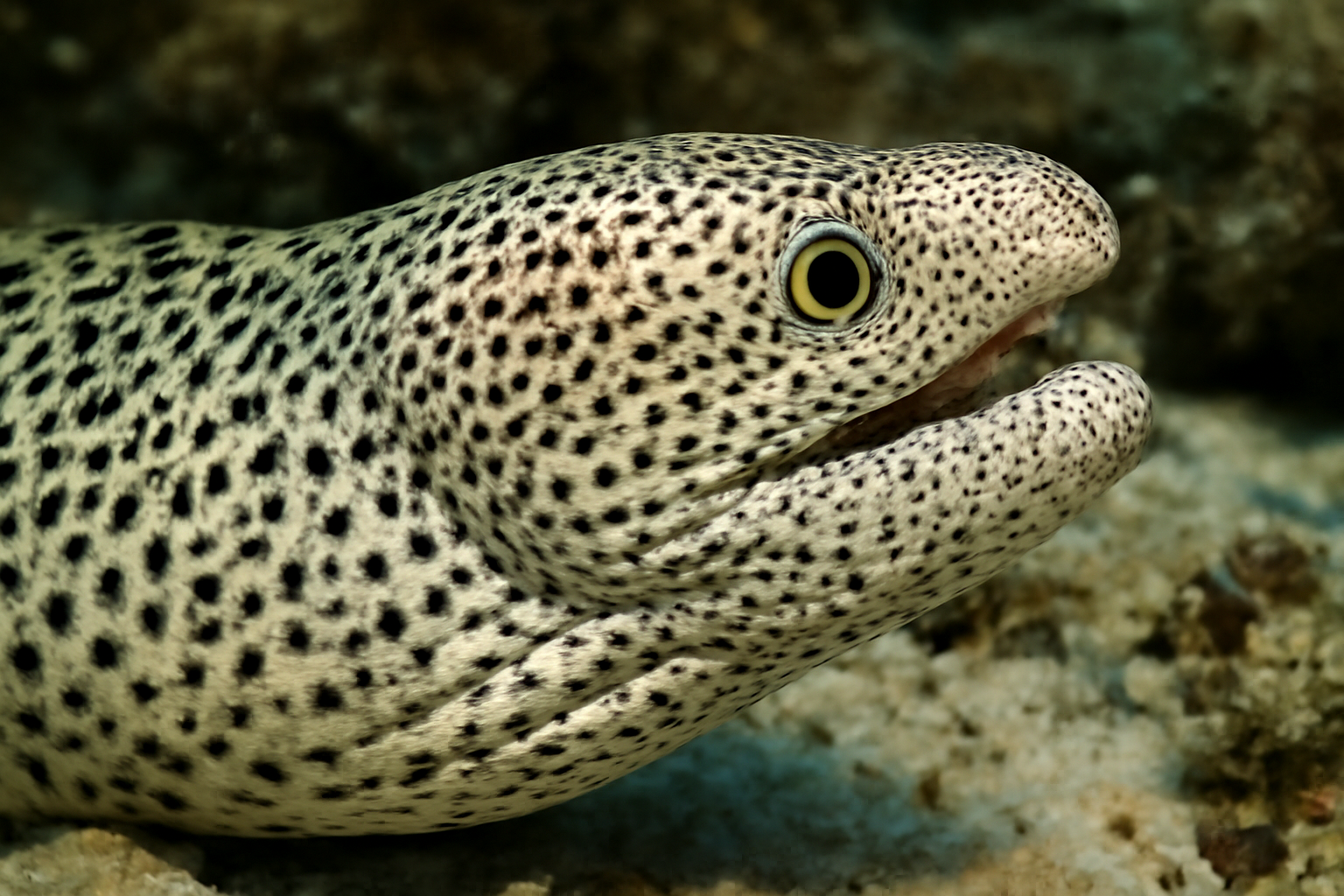 Peppered Moray