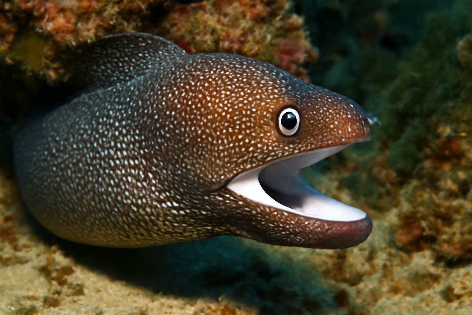 Whitemouth Moray