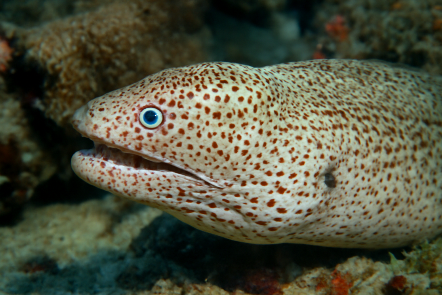 Freckled Moray