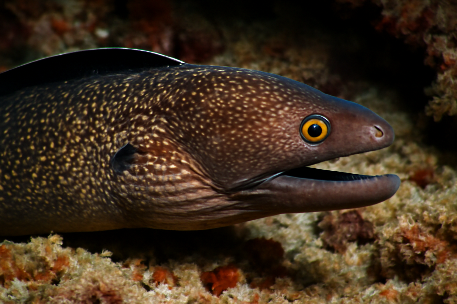 Blackedge Moray