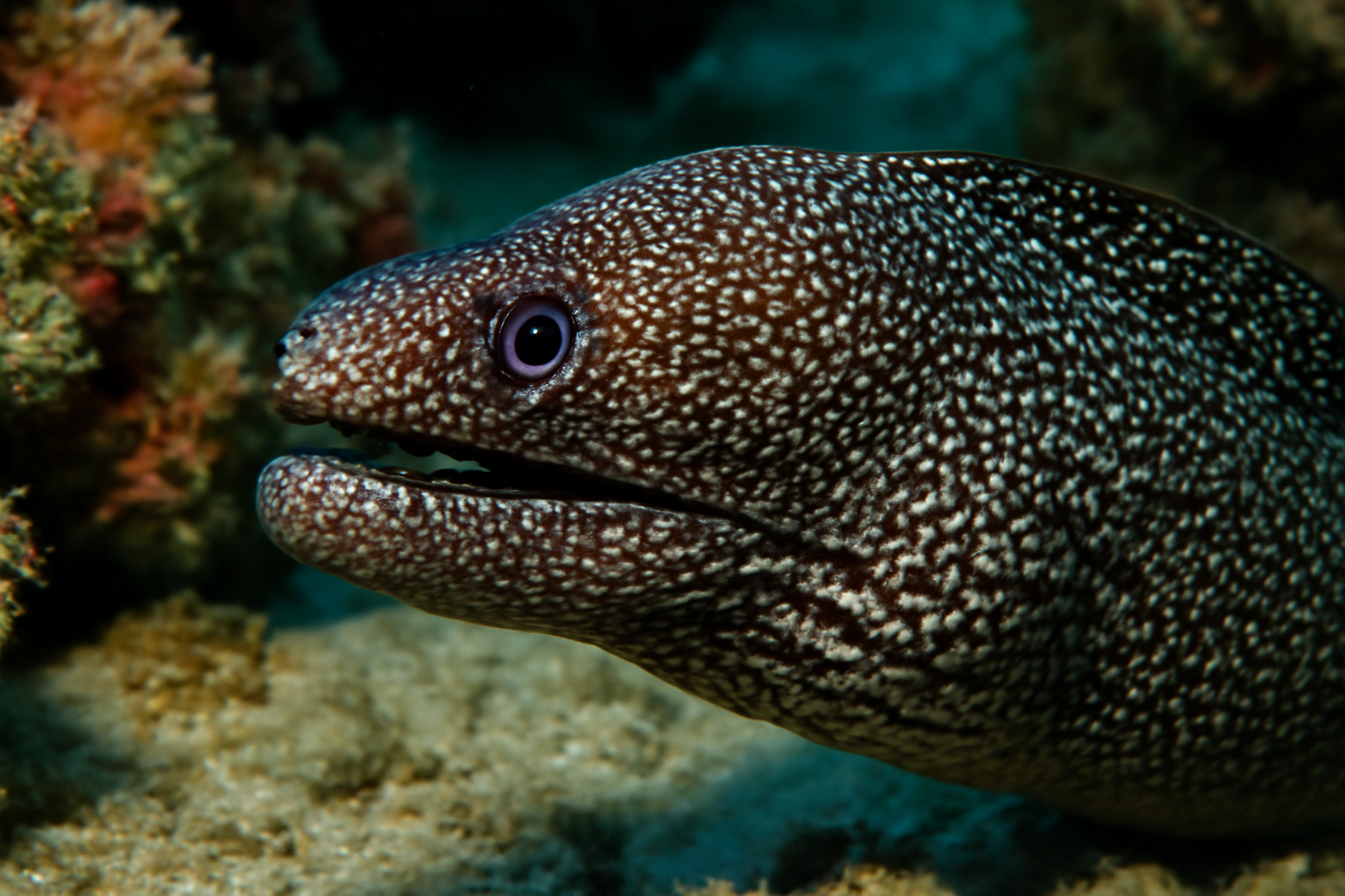 Speckled Moray