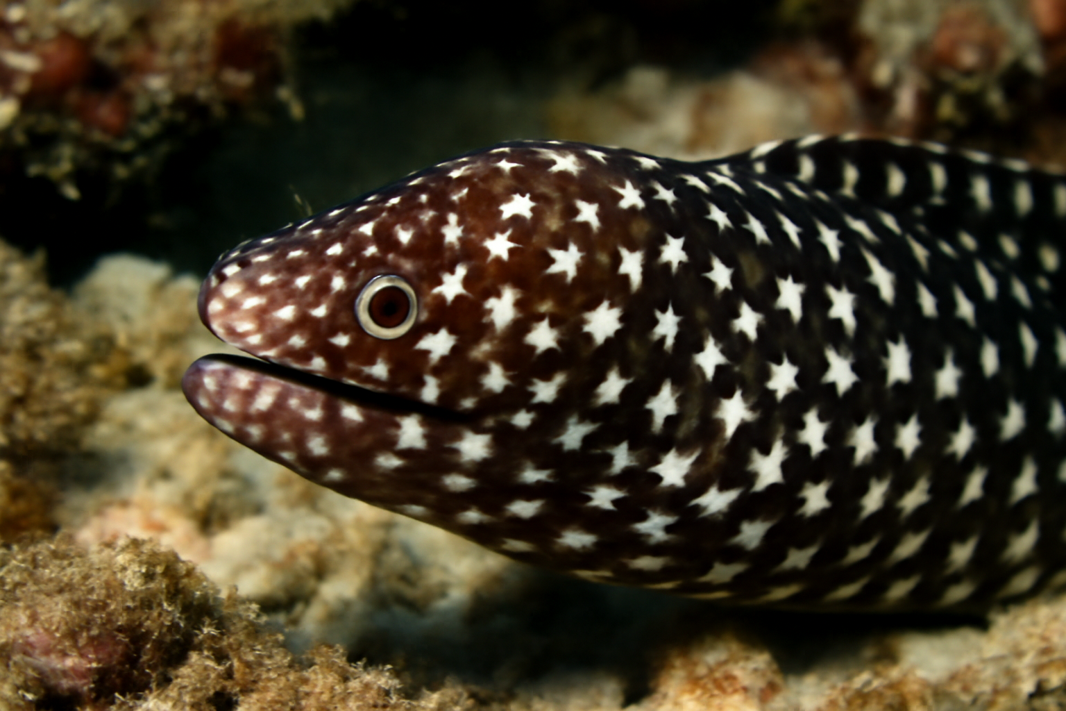 Star-spotted Moray