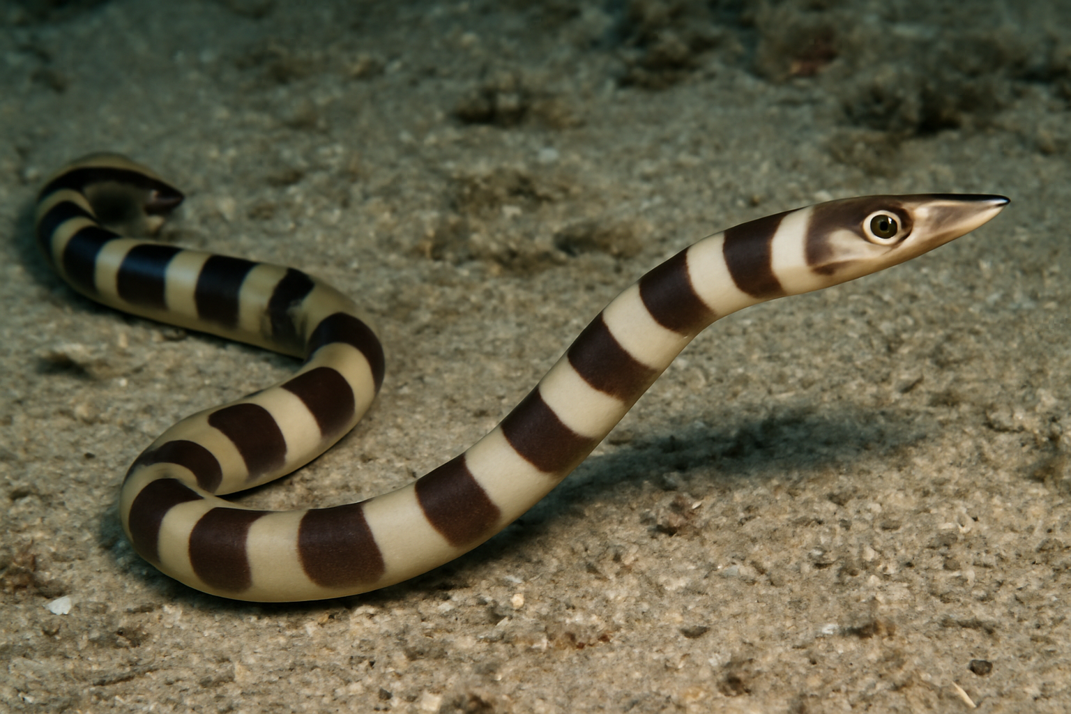 Banded longneck eel