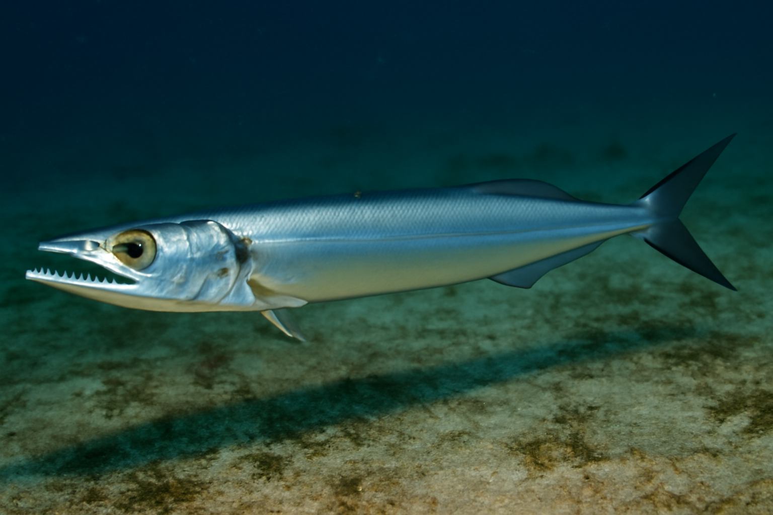 Wolf Herring