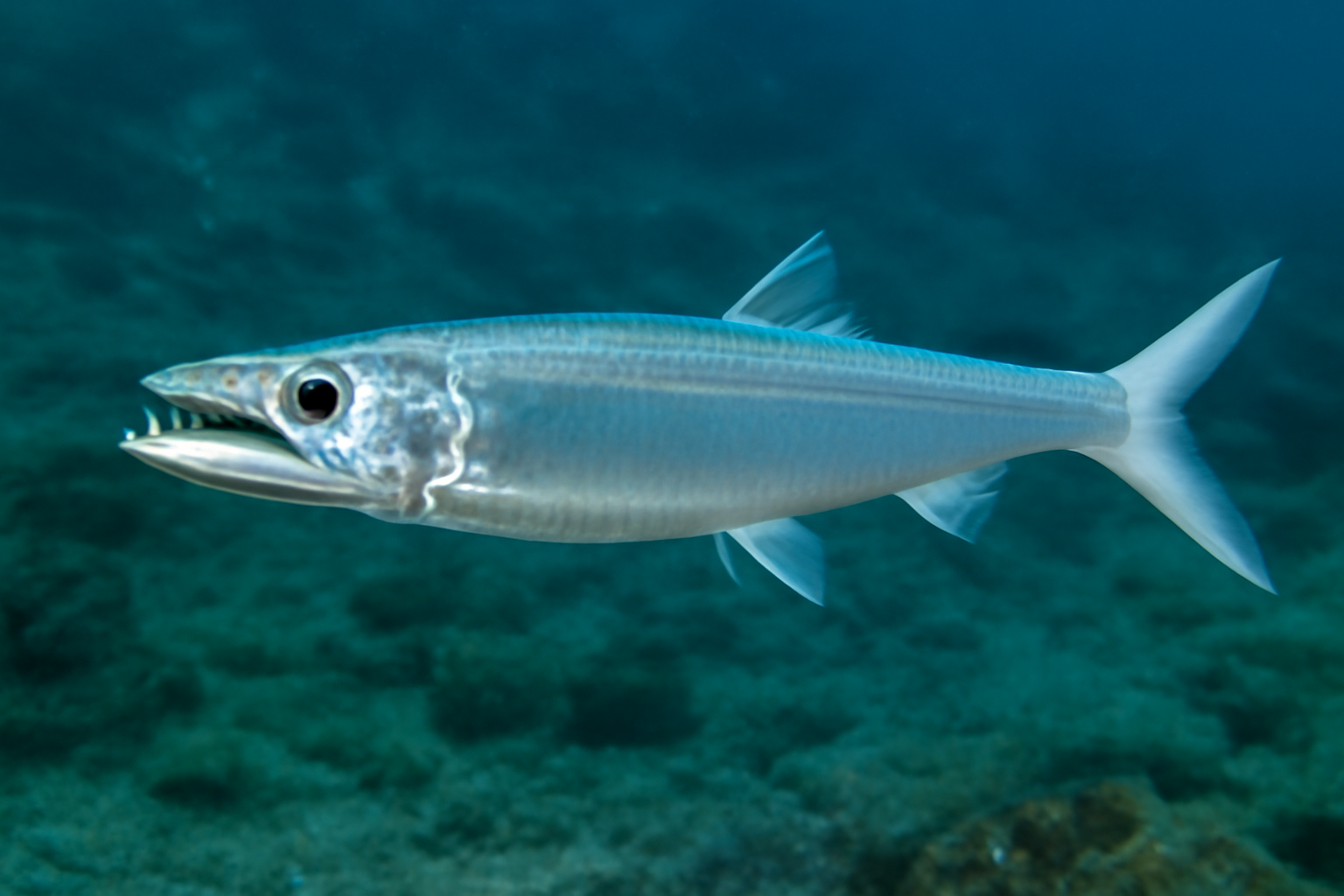 Whitefin Wolf Herring