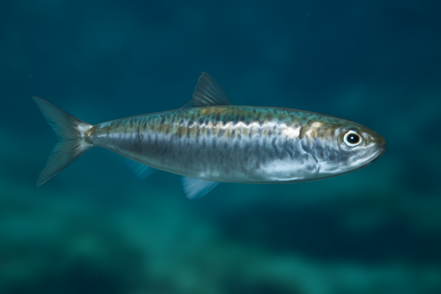 Pacific Sardine