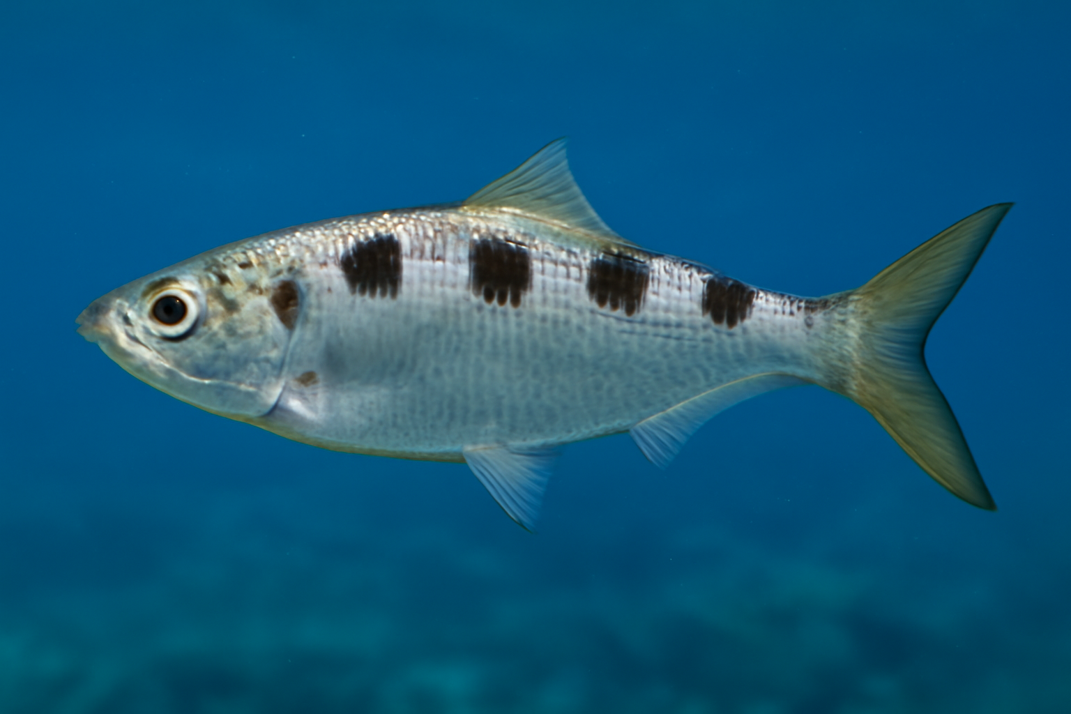 Saddled Round Herring