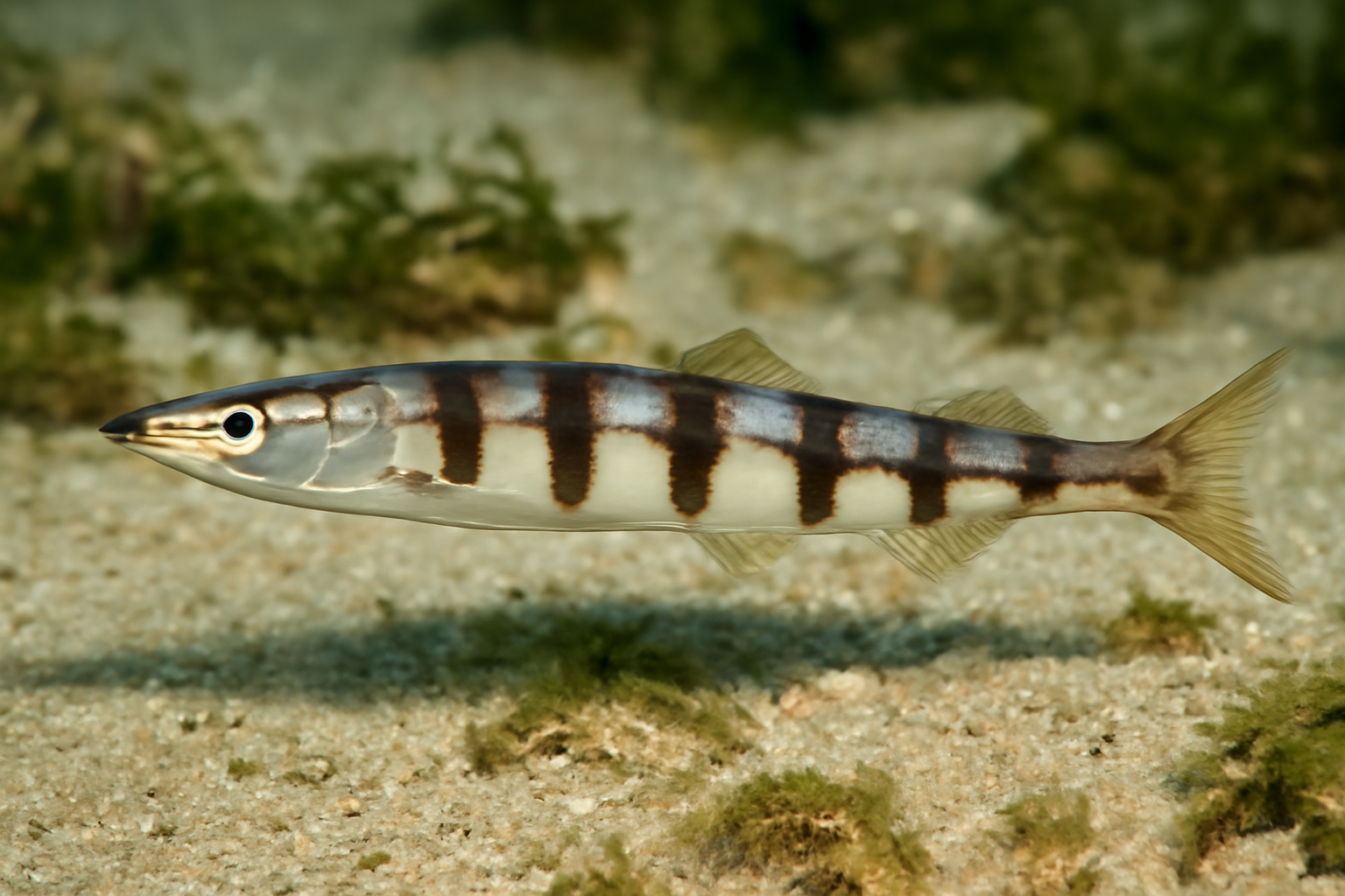 Broadbanded Sand Lance