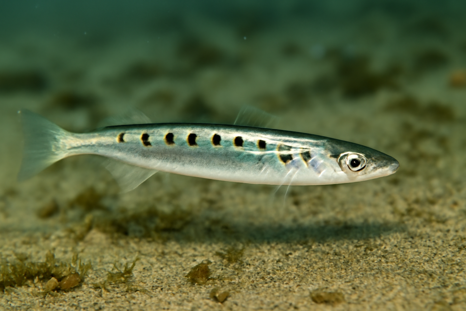 Spotfin Sand Lance