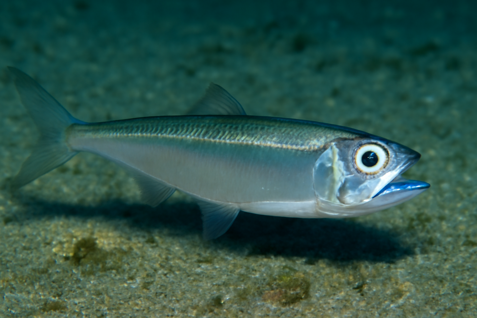 Blue-mouth anchovy