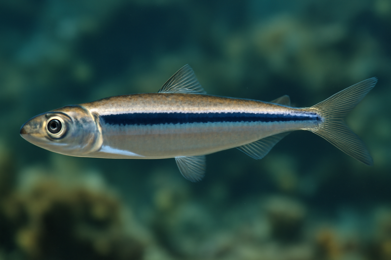 Cayenne anchovy