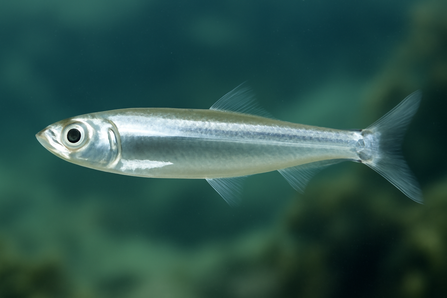 White Anchovy