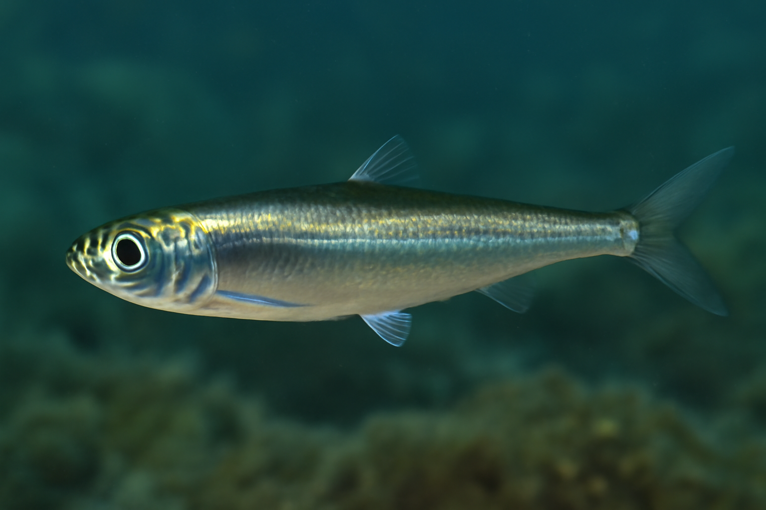 Pacific Anchoveta
