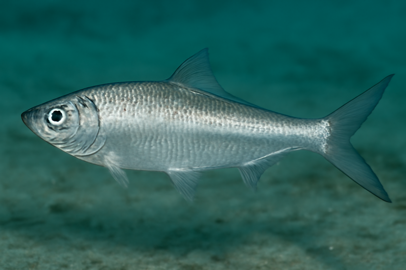Longfin Herring