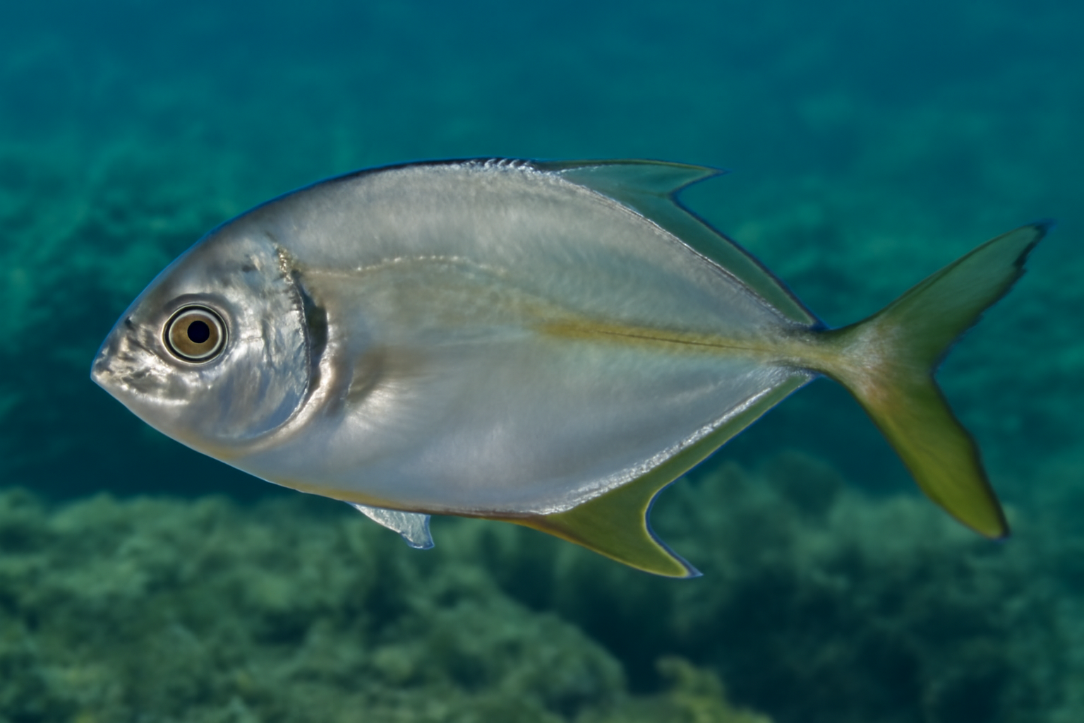 Atlantic Bumper
