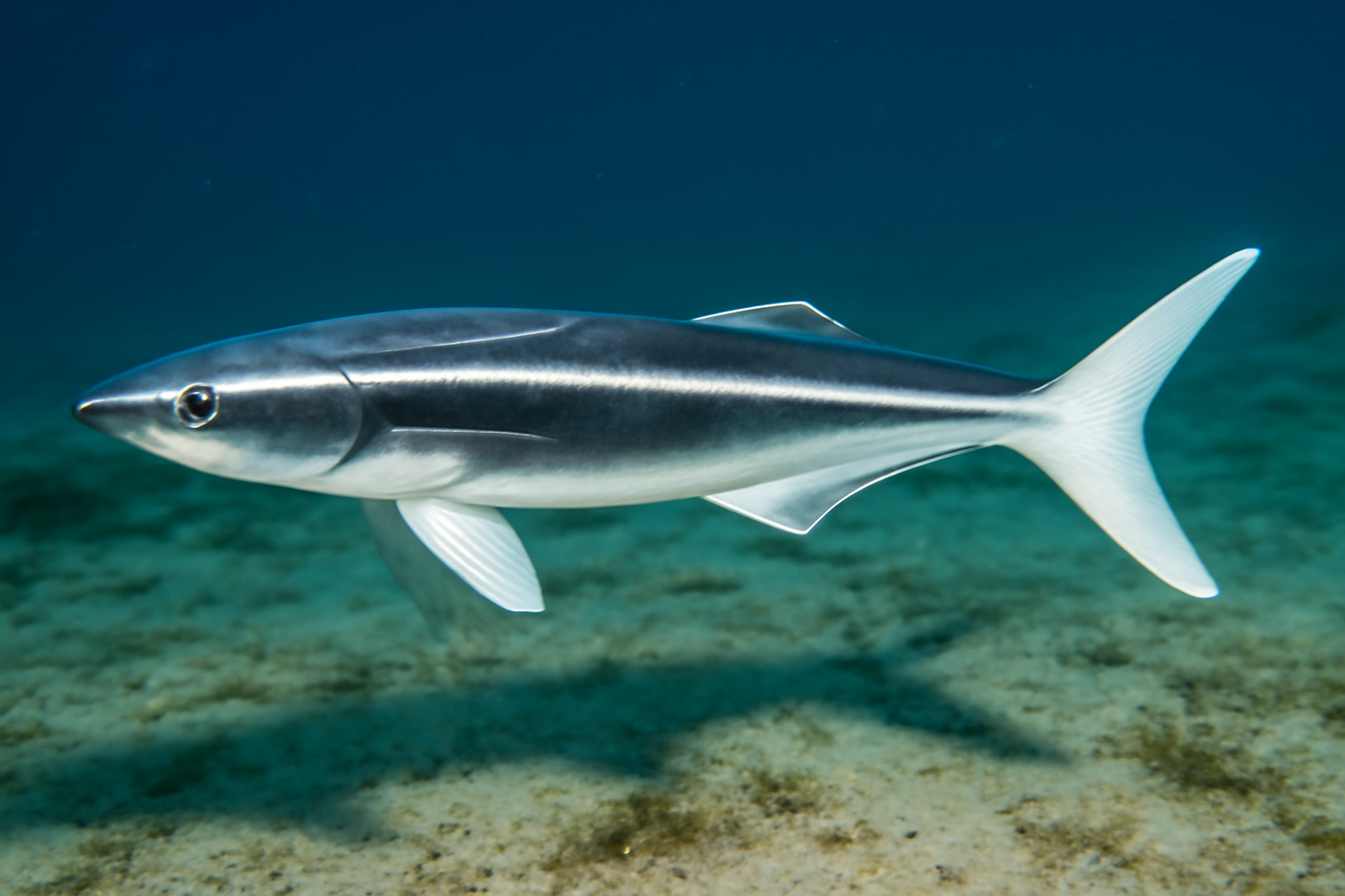 Whitefin Sharksucker