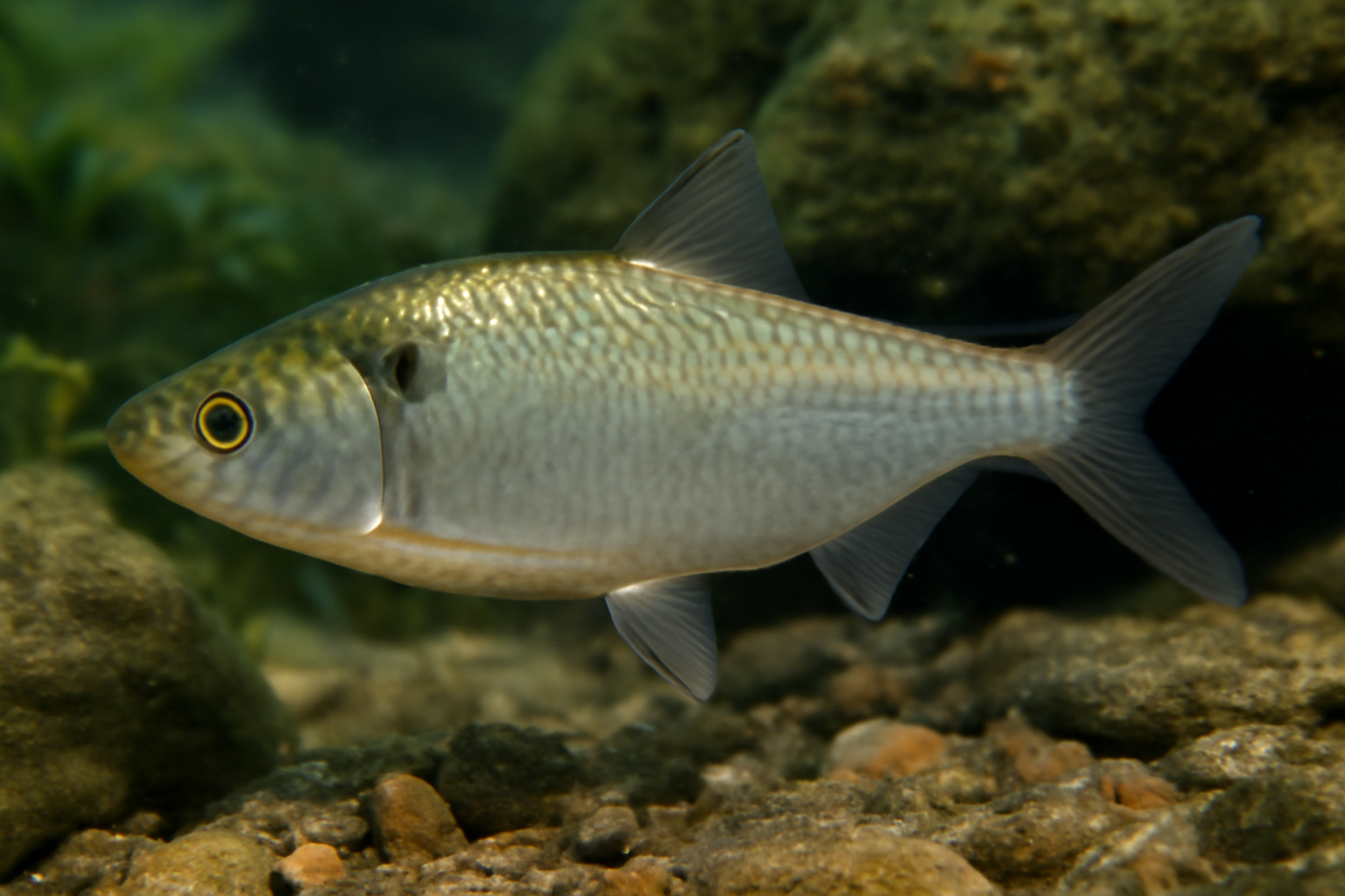 Tuxtla Shad