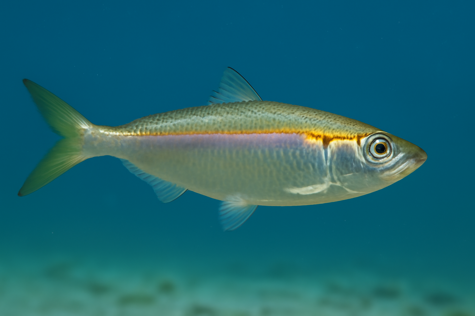 Indian Oil Sardinella