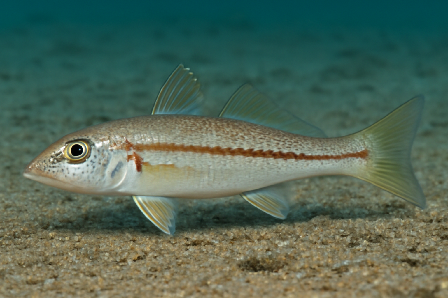 Western Trumpeter Whiting