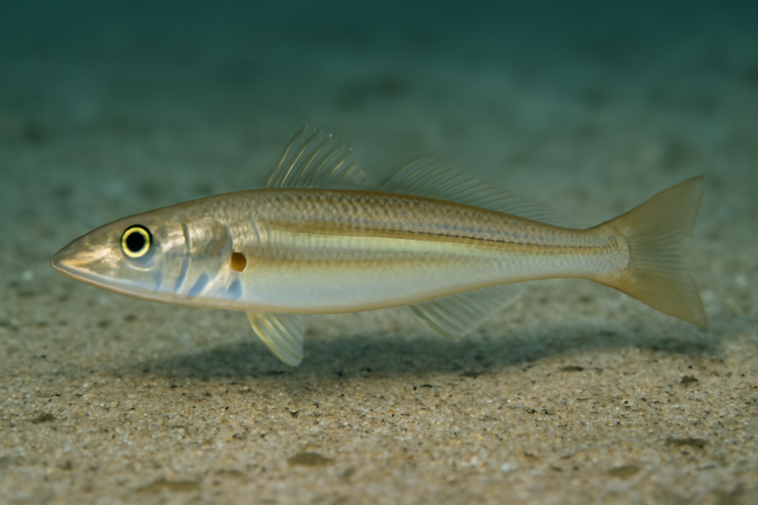 Eastern School Whiting