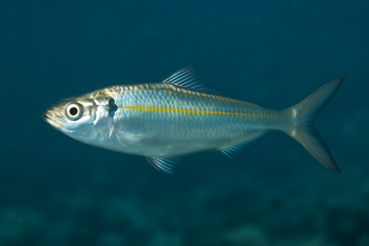 Bali sardinella
