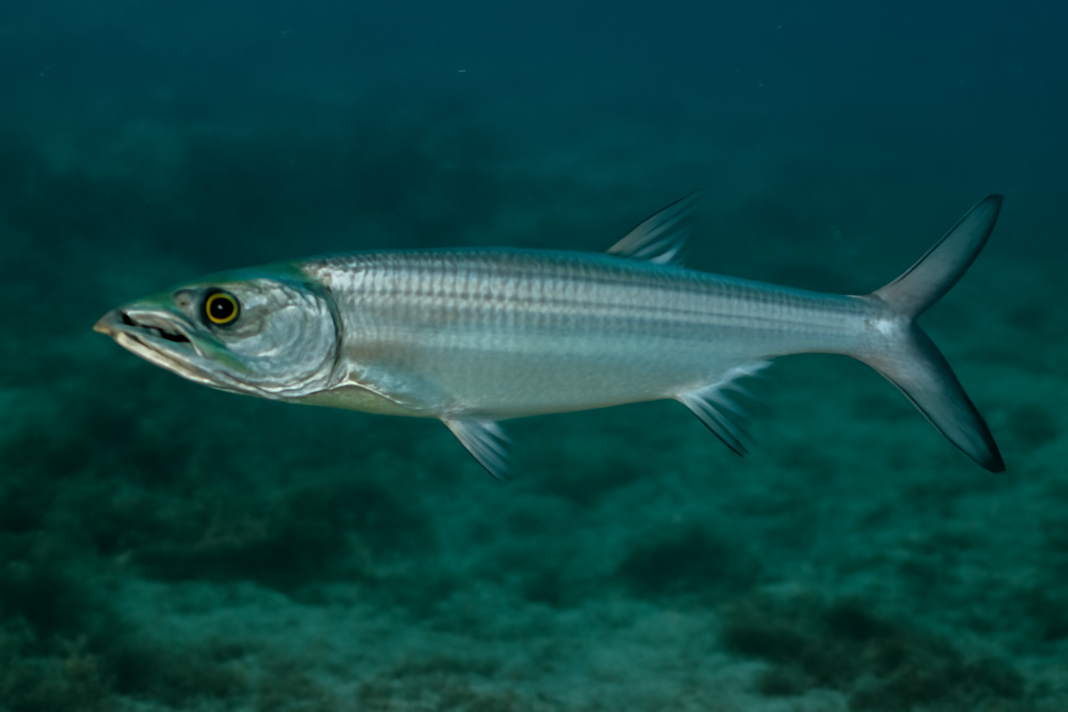 West African Wolf Herring