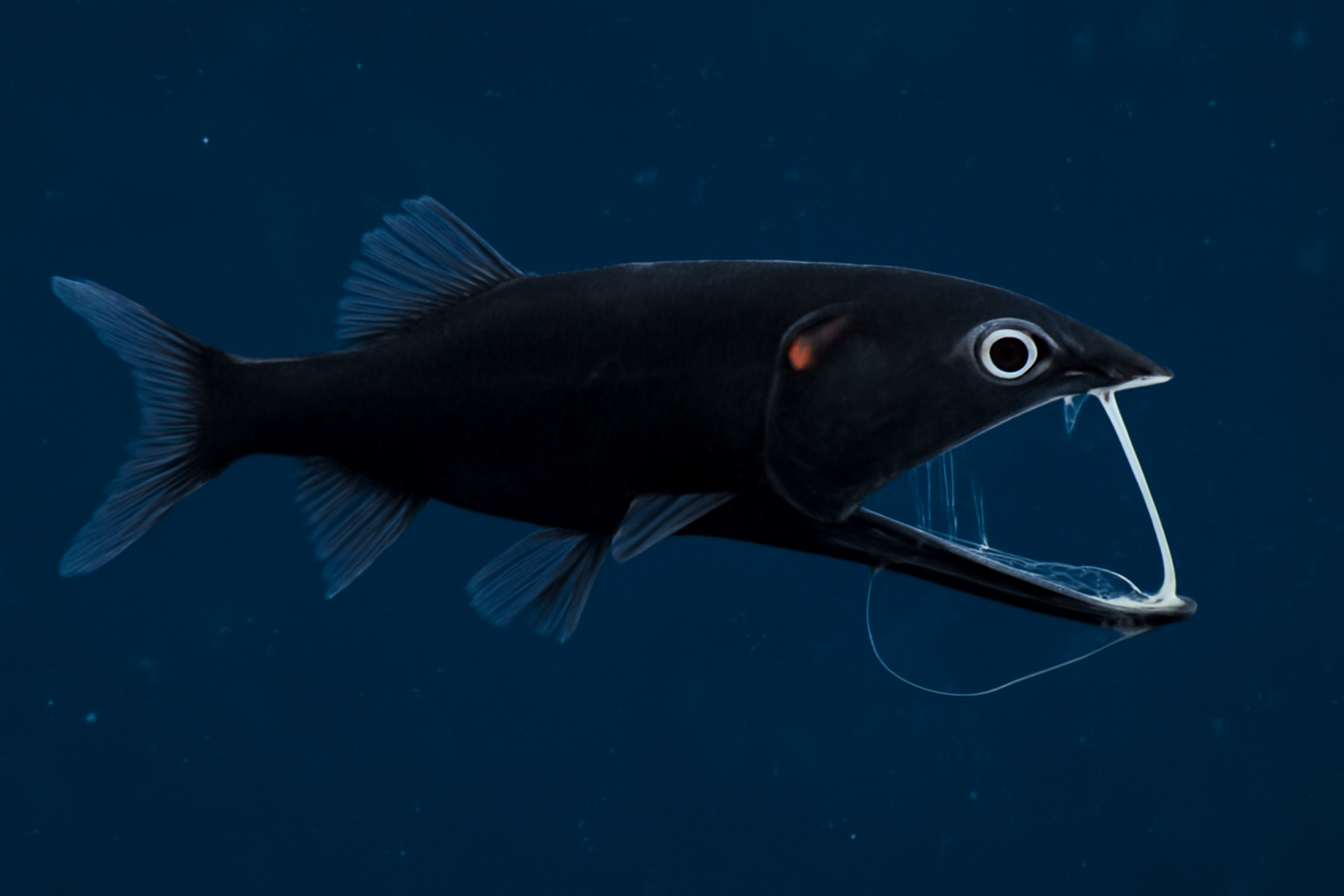 Black loosejaw