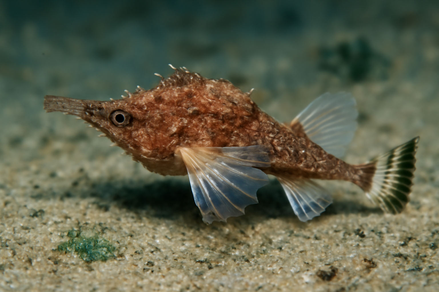 Short-Nose Dragonfish