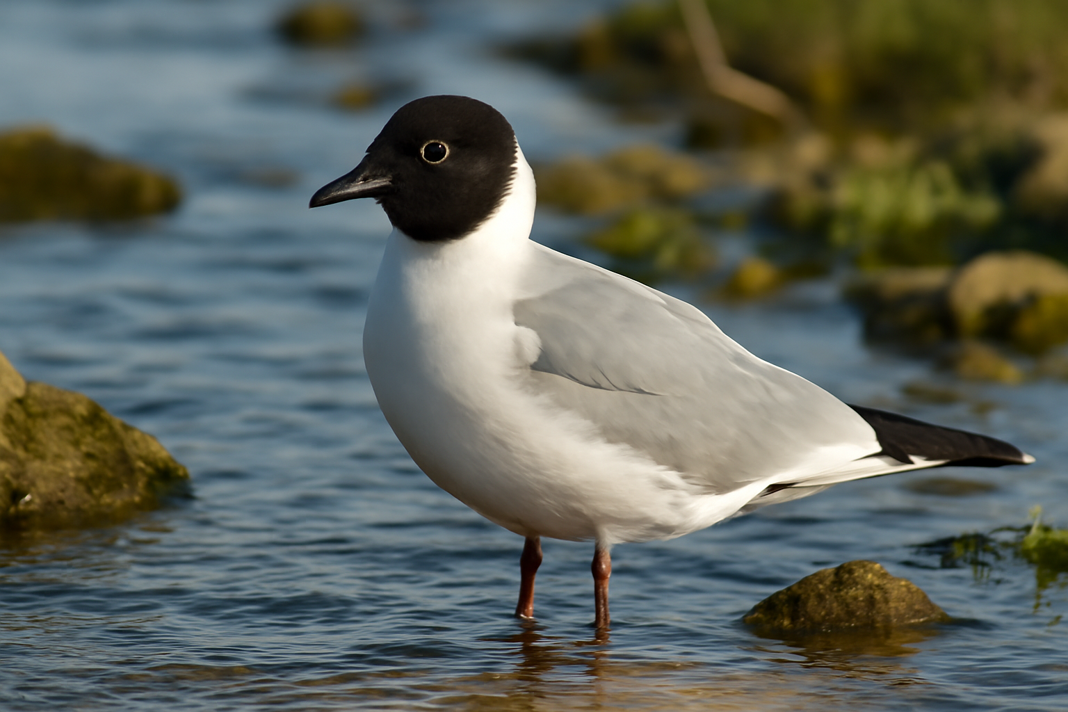 Bonaparte's Gull