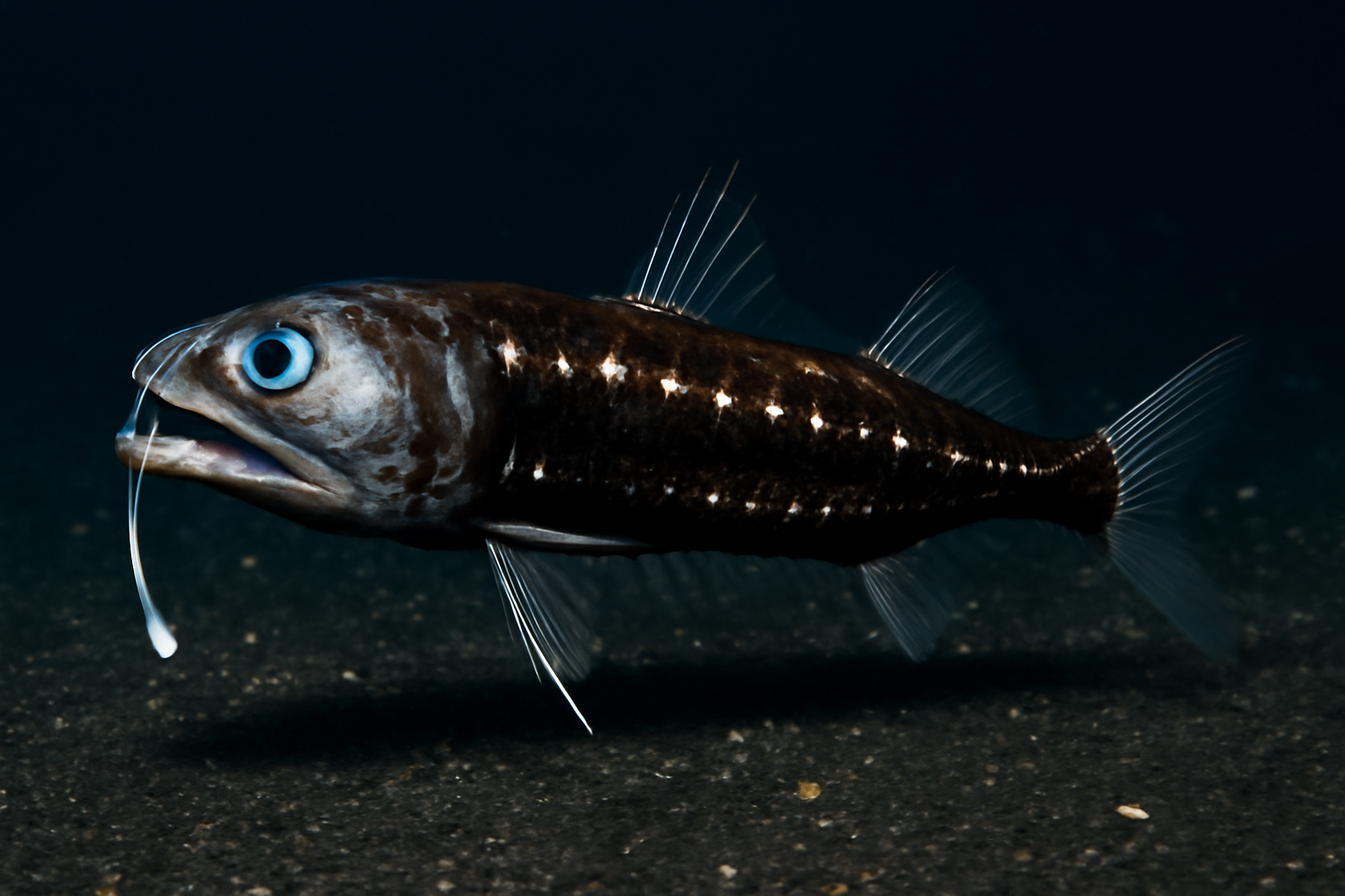Shortfin dragonfish