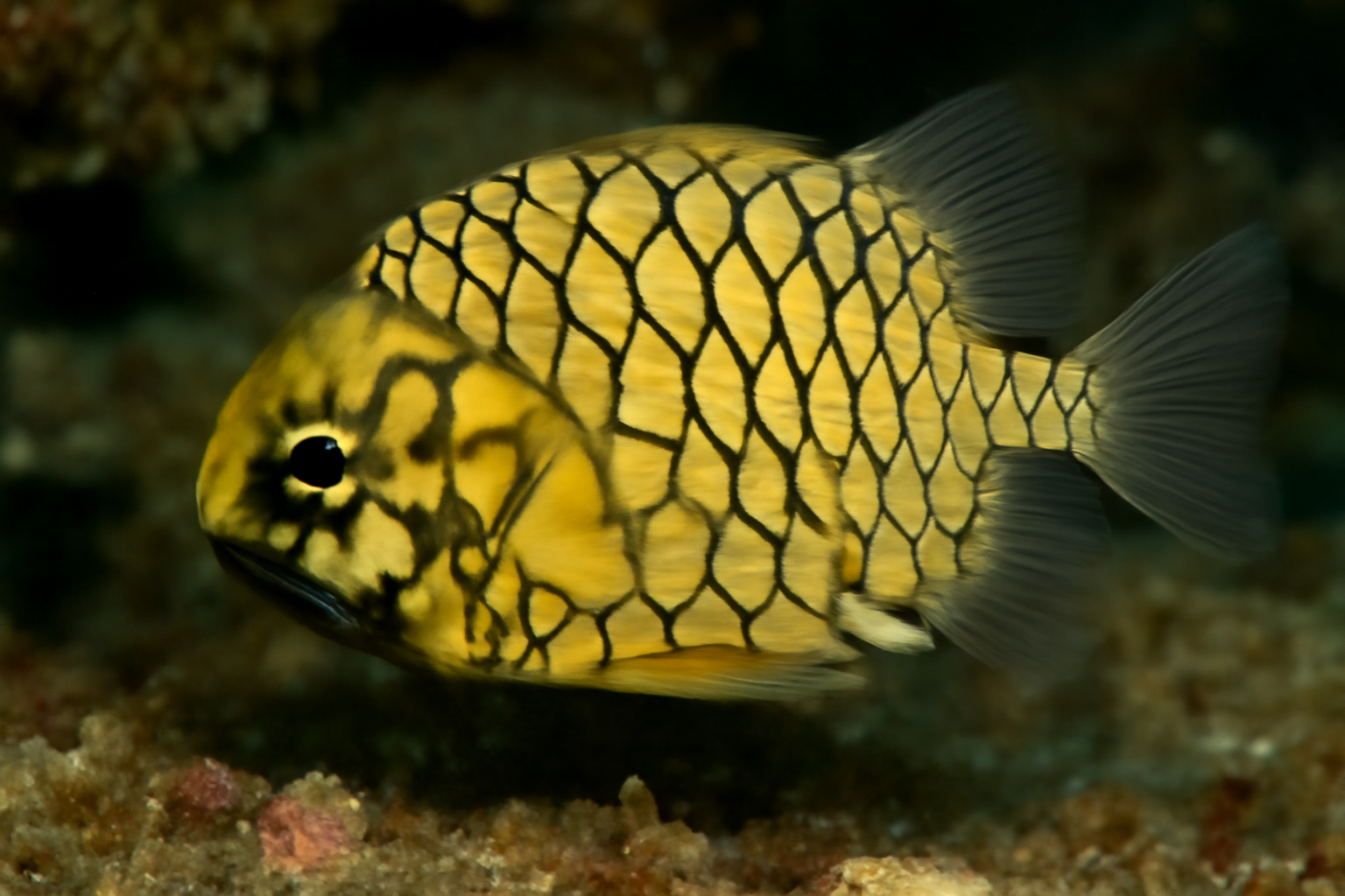 Pinecone fish