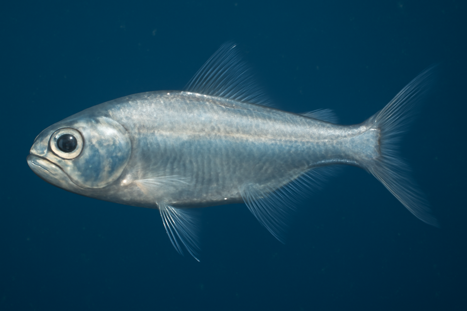 Delicate Lightfish