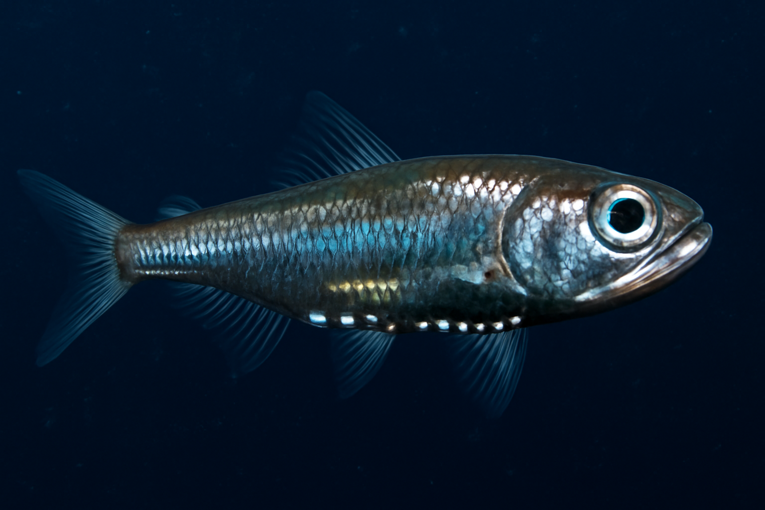 Cocco's lanternfish