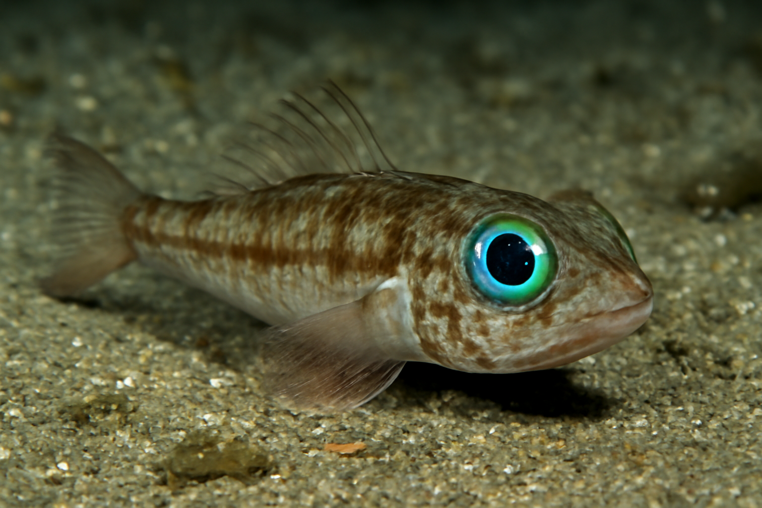 Shortnose Greeneye