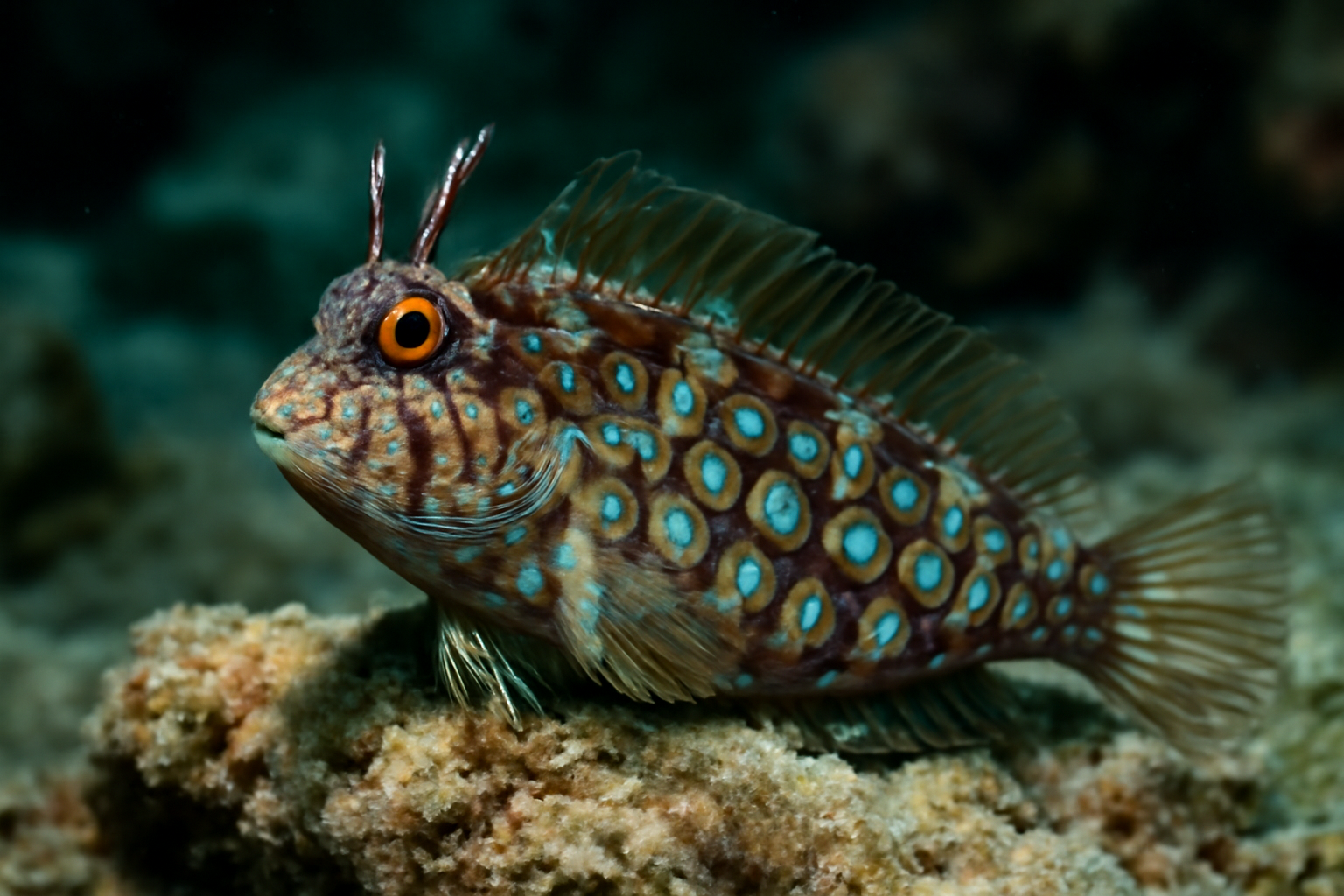 Mirror blenny