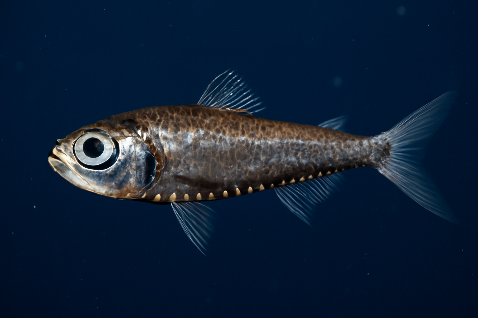 Smallhead Lanternfish