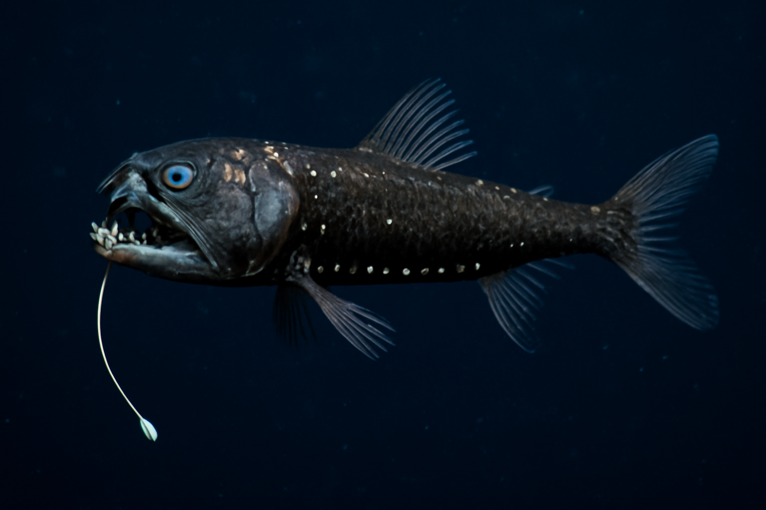 Barbeled dragonfish